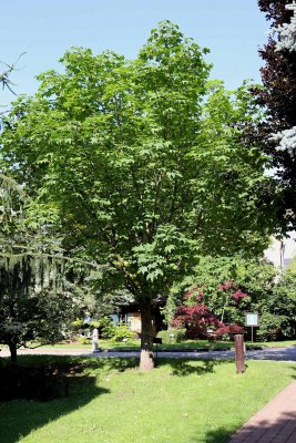 Kalopanax pictus - dlanitec pestrý - celek